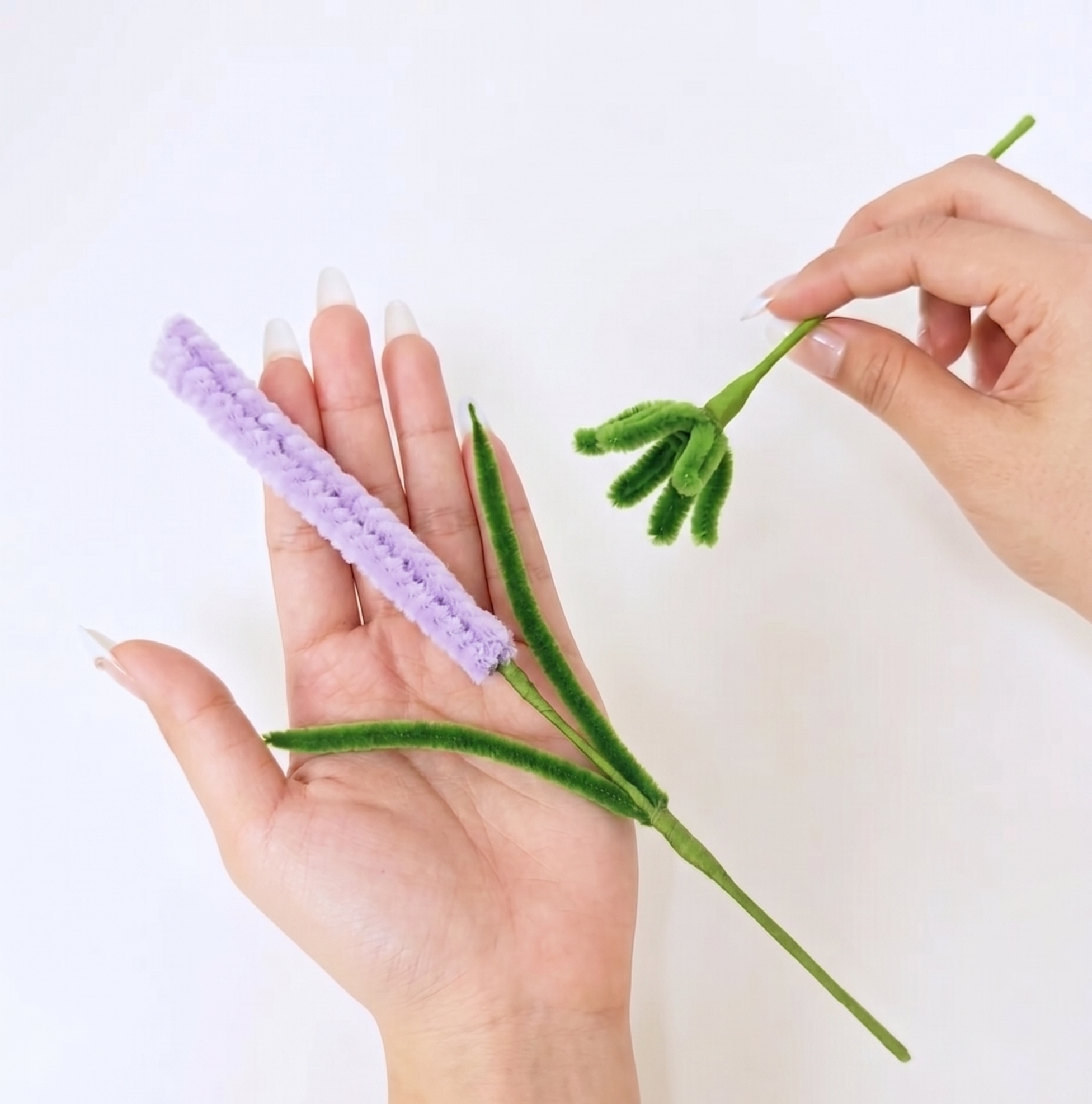 Purple Lavender