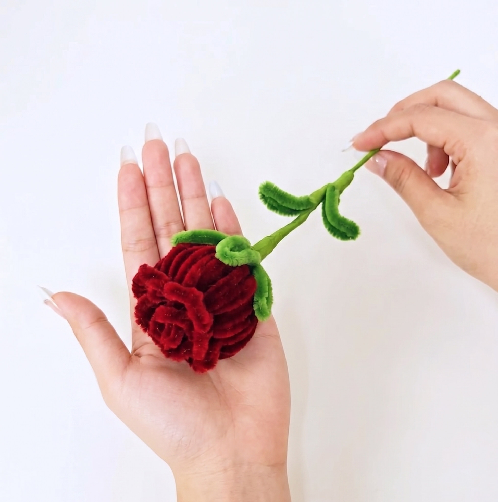 Red Rose