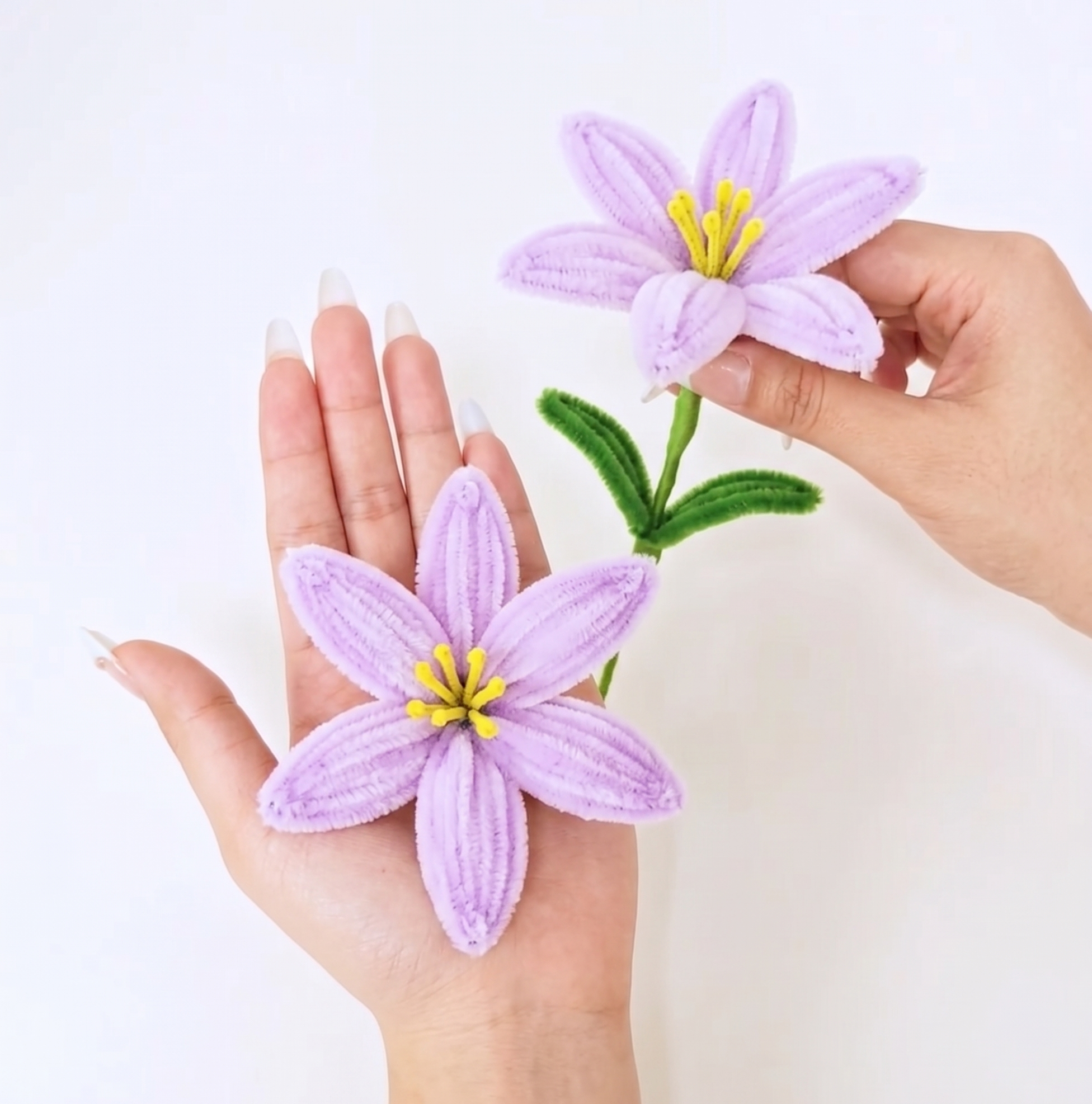 Purple Lily